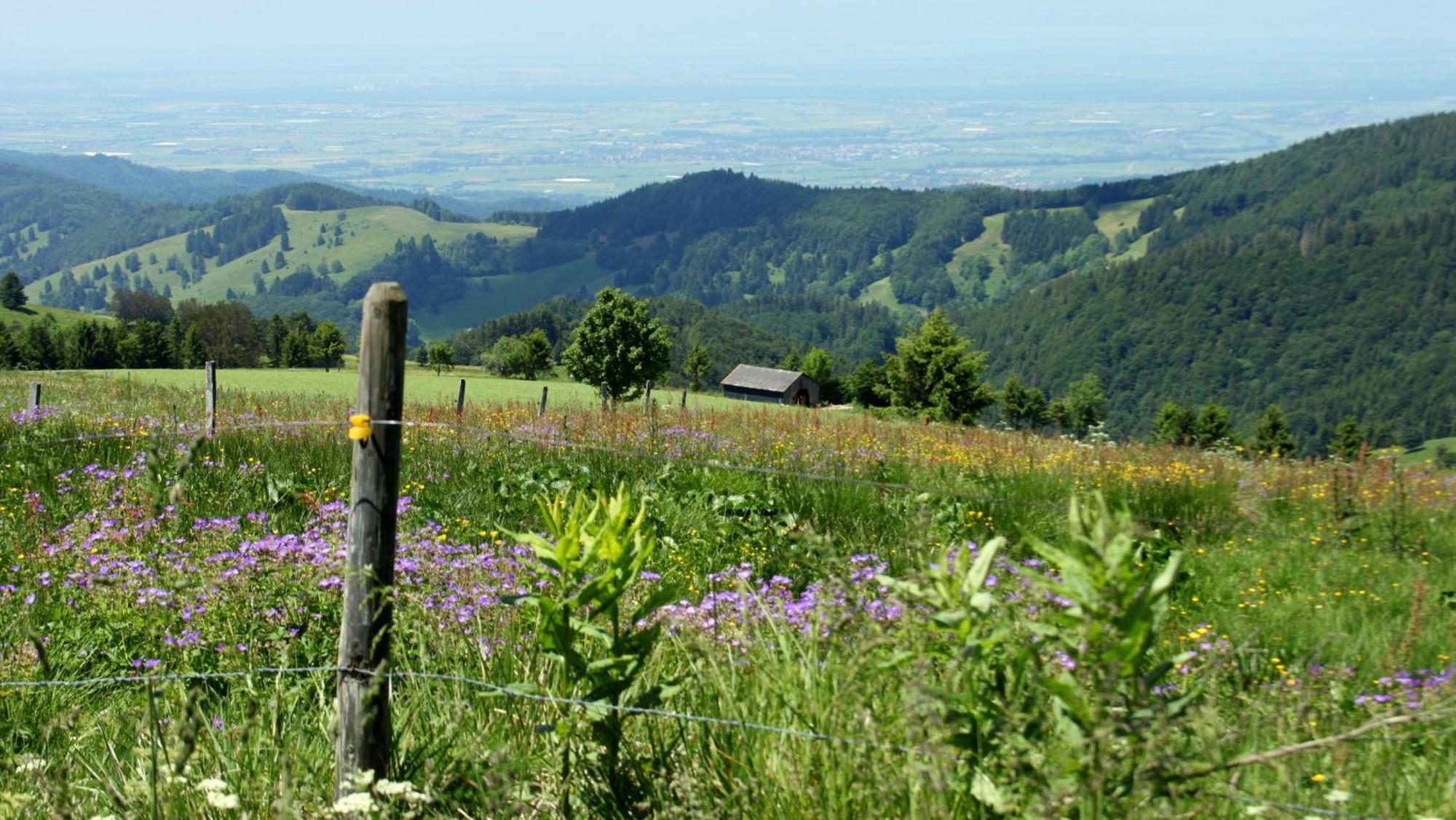 View House, Schauinsland, Black Forest Münstertal Extérieur photo